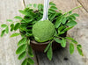 moringa powder for digestion